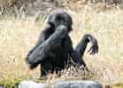 動物図鑑・フクロテナガザルの写真 15